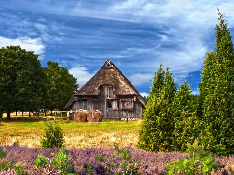 blühende Heide mit Bauernhaus in der Lüneburger Heide