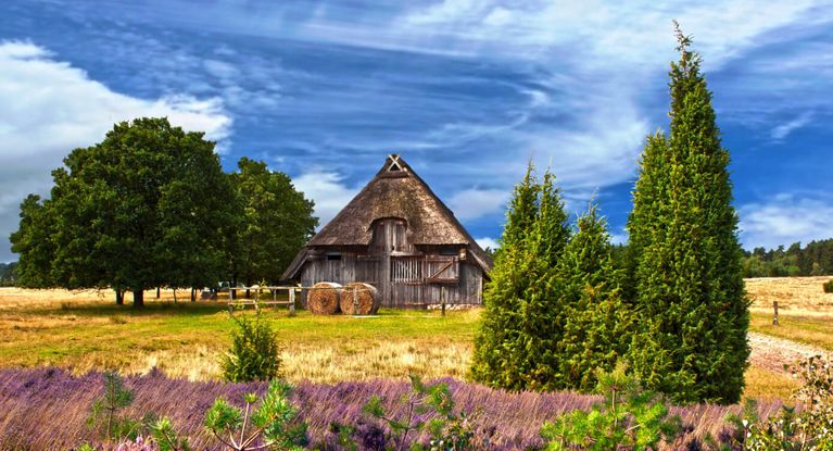 blühende Heide mit Bauernhaus in der Lüneburger Heide