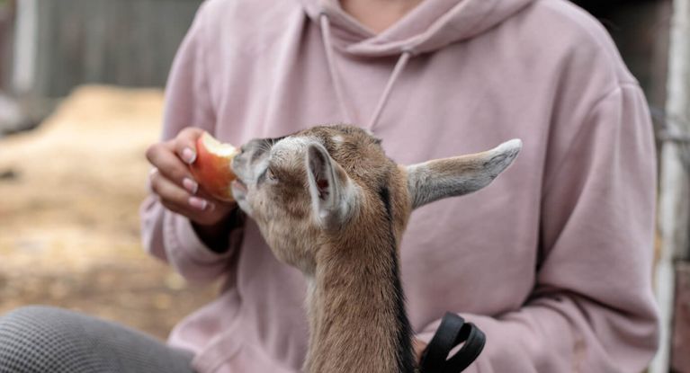 Junger Mensch füttert Ziege im Streichelzoo