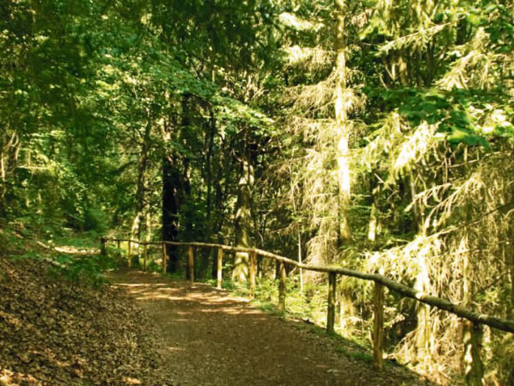 Wanderweg im Mischwald