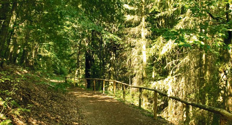 Wanderweg im Mischwald