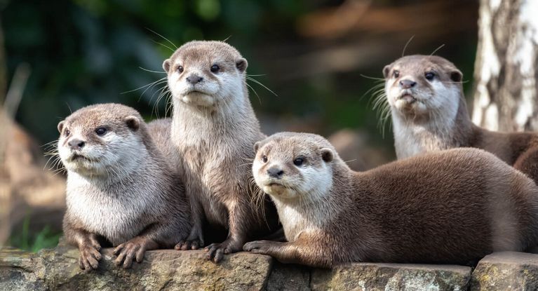 eine Gruppe aus vier Ottern